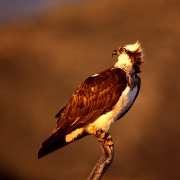 Pandion Pandion