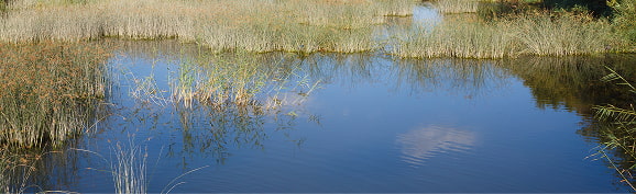 Ruta des Colombars Zona húmeda de la Albufera con juncos