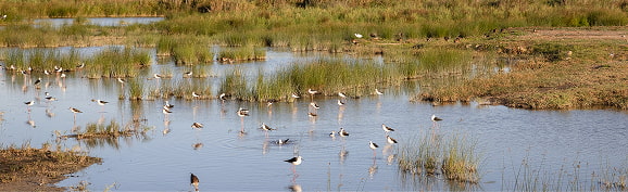 Ruta de Sa Roca Aves posándose sobre las lagunas de la Albufera de Mallorca