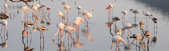 Itinerario des Cibollar Flamencos en la Albufera de Mallorca