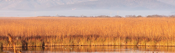 De Al-buhayra a Albufera Vista general de plantas tipo junco en s'Albufera de Mallorca