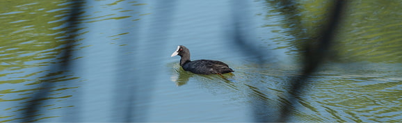 Albufera Romana Pato nadando en aguas de la Albufera mallorquina