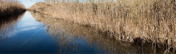 1988 cañas y vegetación de carrizo seca y alta creciendo en los márgenes de un canal