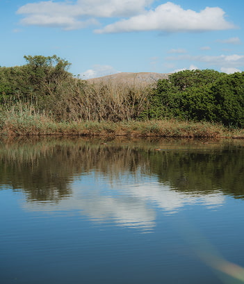 Zonas extensas Vegetación resistente cerca de una de las lagunas de s'Albufera