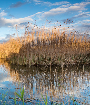 Áreas Salobres Juncos junto a los márgenes de los canales