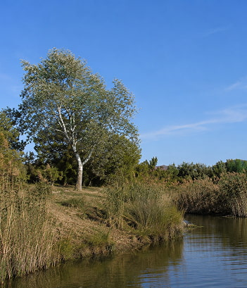 Árboles Olmo en el paraje de S'Albufera