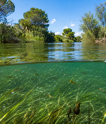 Vida bajo el agua Plantas creciendo en el fondo de un zona acuática