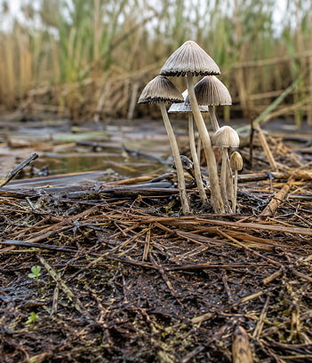 Riqueza Micológica Hongo Psathyrella halofila, creciendo en zona húmeda
