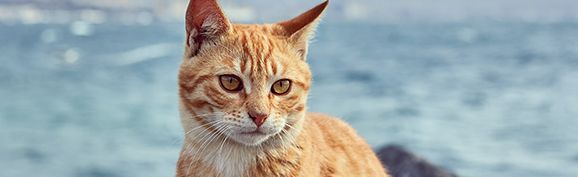 FAUNA LOCAL FAUNA LOCAL