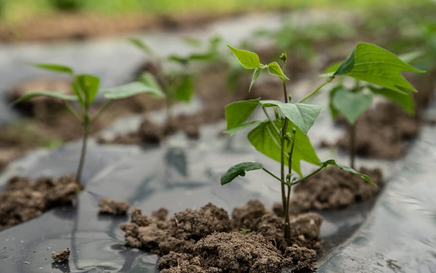 Plants with hotel compost