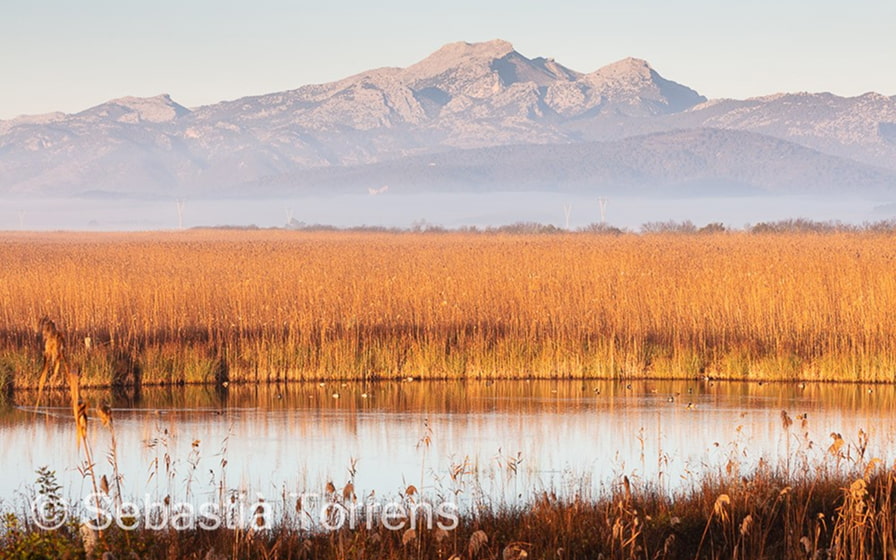 Bild der Albufera mit der Serra de Tramuntana im Hintergrund