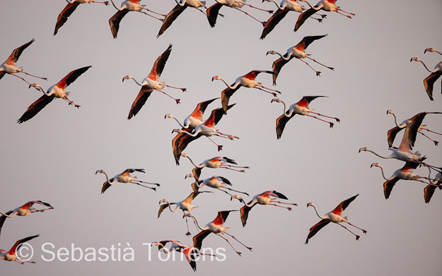Vögel fliegen durch den Himmel