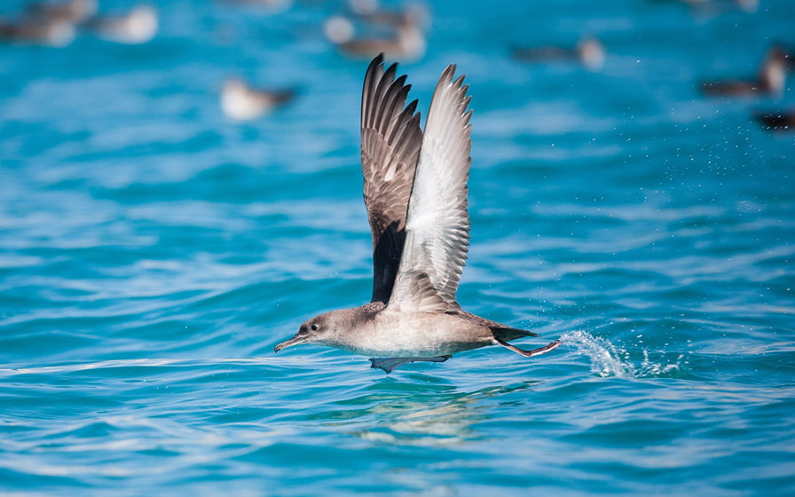 Vogel fliegt über das Wasser