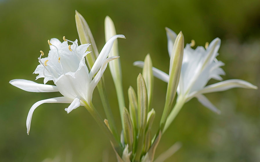Blumen der Albufera